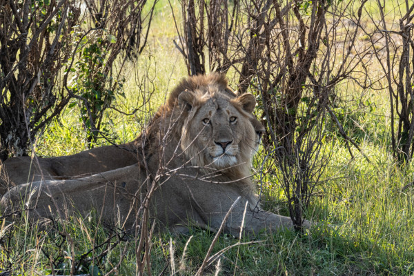 Two lions resting in the shade under some bushes, one of them looking towards the camera.