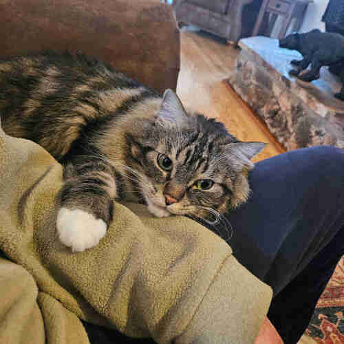 Ozzy, a large brown and black tabby with white paws, white whiskers, and big green eyes, lies his head on my husband’s leg and rests his right front paw on his arm.