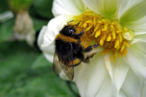 Macro photo of a bumblebee