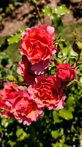A bunch of reddish roses.