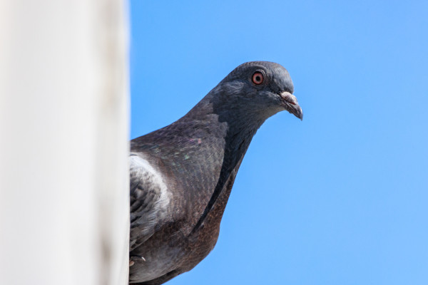 A fledgling pigeon looks down from the edge of a roof. Fog is blowing across the blue sky behind them.