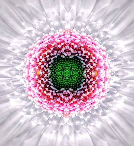 The very center of a white flower. The very center is green surrounded by graduated pink. The flower’s center looks like a beautiful kaleidoscope 