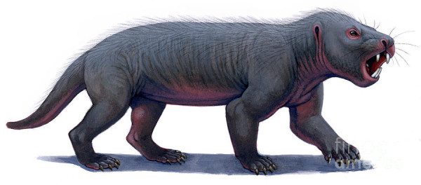 The tritylodontid eucynodont _Kayentatherium_. Being a non-mammaliaform eucynodont, it's been restored with sparse fur and basically non-existent auditory pinnae (ear flaps). Art by H. Kyoht Luterman.