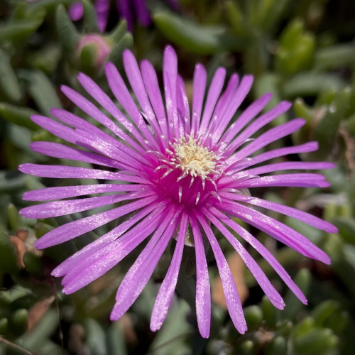 Pictures of Lampranthus spectabilis flower.
They have many narrow petals and bloom in a circle around the nucleus of the flower.
The petals are dark pink, but glistening white in the sunlight. The nucleus of the flower is round and raised with yellow pollen.
The background is a blur of their fleshy thick green leaves.
