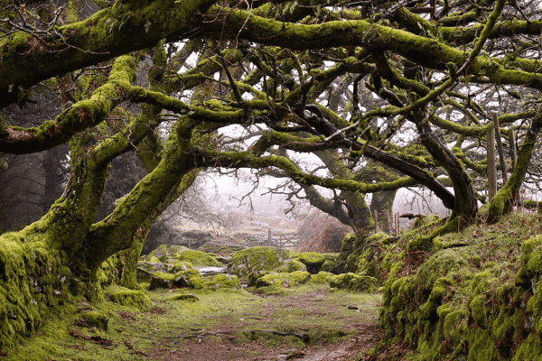 Green mossy oaks overhang a footpath.