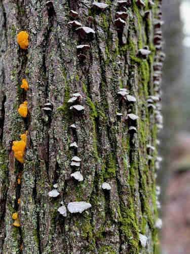 Closeup of the bark of an old Hemlock. On the left side are several bright orange-yellowish blobs about ½ inch in size. They look like mini brains. They are Orange Dacrymyces. Taking up the center and the right side of the tree are approximately 40 (in focus) fingernail shaped gray flattish mushrooms (Trichaptum abietinum). There is also bright green moss on the tree.