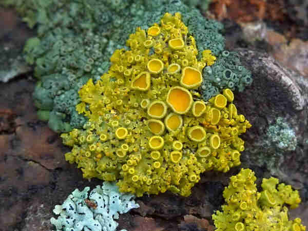 A yellow Pin-cushion Sunburst Lichen (Polycauliona polycarpa) with yellow-orange fruiting bodies (apothecia) on a branch.
There is a small light grey-blue lichen in the foreground and a green lichen in the background.