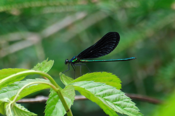 An insect with a very thin and long body resting on a leaf. The body is iridescent green, the wings are solid black.