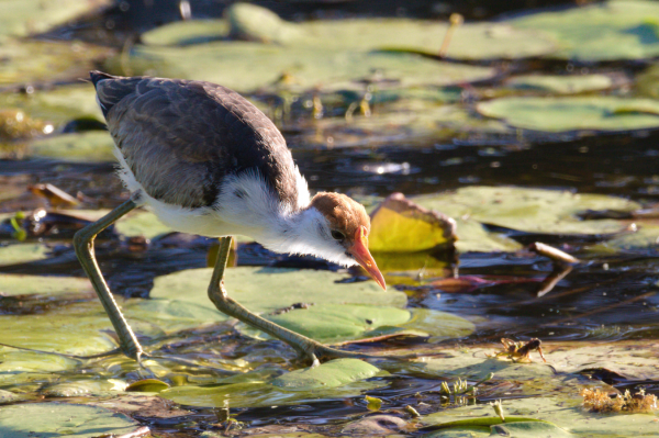 Medium sized bird with grey-brown back & wings and white chest, orange beak and tan crown crouched on floating water lilies facing to the lower right of shot. Background is more blurred water lily leaves