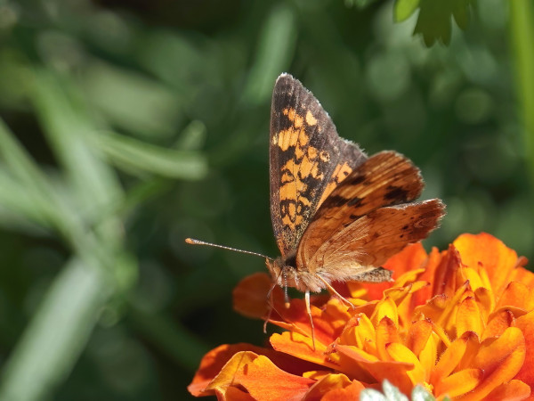 A brown butterfly with orange spots on an orange Marigold flower.
Blurred dark green background with light green stripes.