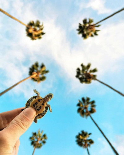 Tiny turtle being held by tiny hand. Palm trees above.