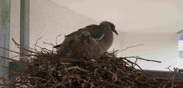 Two puffed up and fuzzy wood pidgeon chicks in their nest