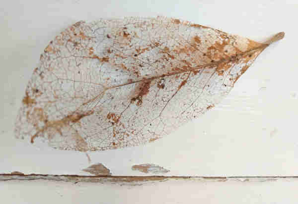 A leaf that is almost gone, but of which the outer line and the delicate veins of its inner net are still well preserved, lies on a white chair from which the colour is already peeling. The perspective gives the impression that it is hanging on a wall. The leaf and the areas of chipped paint are somewhat in the shape of a large fish and two smaller fish swimming beneath it.