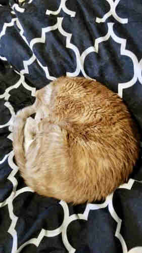 A napping orange kitty tightly curled up in a circle, with his head, tail, and feet all tucked together and barely showing. His white markings are mostly hidden in this position.