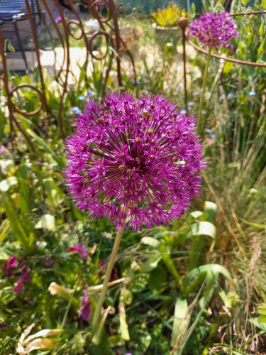A purple allium flower in the sun. It's like a tiny fire cracker, on a long green stalk, with scores of individual purple flowers that burst out, and overall combines to make a pleasing round flower head.