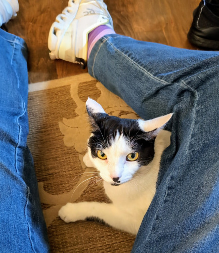 Mama cat under my leg, looking annoyed that I took my laces away from her when I tied my shoes.