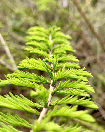Close-up of a green coniferous branch with needle-like leaves, blurred background. The angle of the photo positions the branch in the middle from a thicker end of the branch pointing higher in the photo towards the end of the branch. Sunlight is shining on the new leaves so they glow green. 