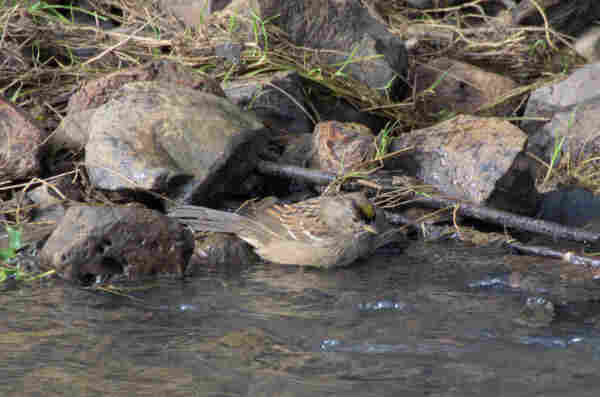 A small mostly brown-grey bird with a small bit of yellow and black on the top of its head sitting in the water at the edge of a creek, looking down into the water. There are stones in the background.