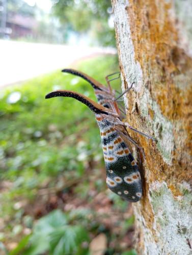Two lantern bugs on a tree trunk.