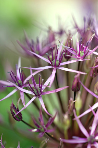 Closeup of a flower head made up of many star-shaped pink-purple individual flowers. Each flower has upright dark pink stamens and a green centre. There is quite shallow depth of field, so most of the flower head is blurry against a green background