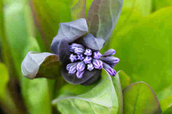 A close up shot of tightly closed pale purple flowers surrounded by green leaves. The flowers five sections and look kind of like a hand with closed fingers 