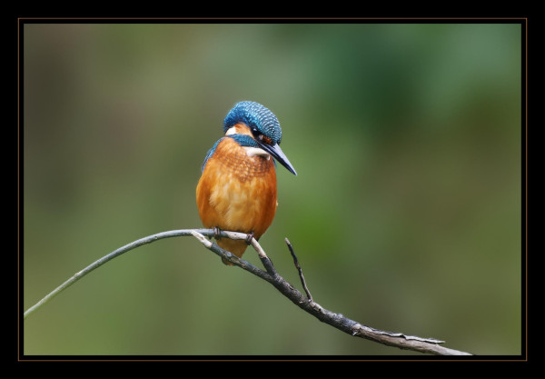 A male Eurasian Kingfisher perched on a curved branch looking down towards the bottom right of frame, the background is completely blurred making the magnificent orange and electric blue plumage very noticeable. 