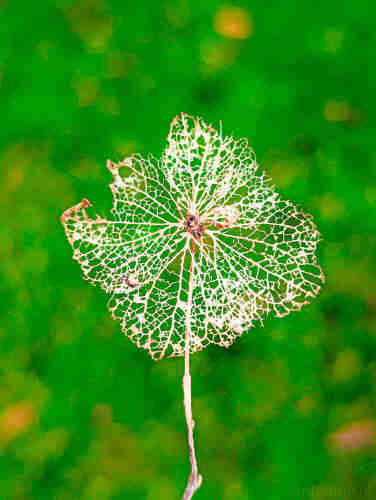 Photo of a decaying flower on a bright green background.