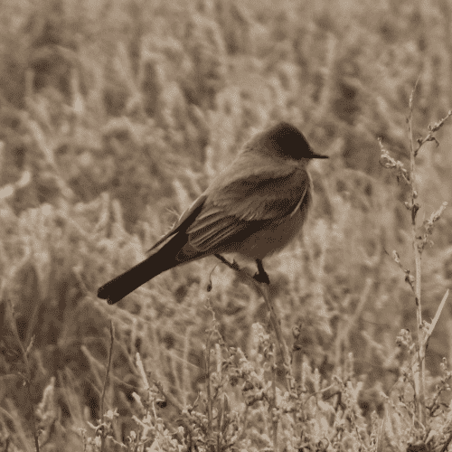 A Say's Phoebe, a small flycatcher with a  brown body and head, with a pale pinkish belly, perched on a branch. 
