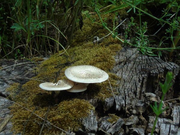 White mushrooms on an old tree stump covered with moss