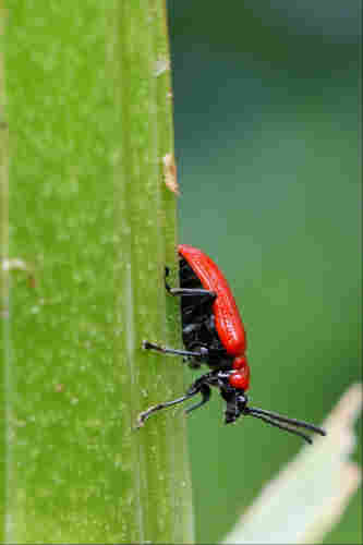 A beetle with a bright red back and deep black head, legs, and undercarriage clings onto the green stem of a fleshy herbaceous plant. It has longish black antennae, and faces down the stem