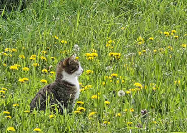 A cat with a contemplative gaze basks in the warmth of the sun amidst a lush meadow dotted with bright yellow dandelions. The contrast of the cat's brown and white fur against the vibrant green blades of grass highlights a serene moment in nature.