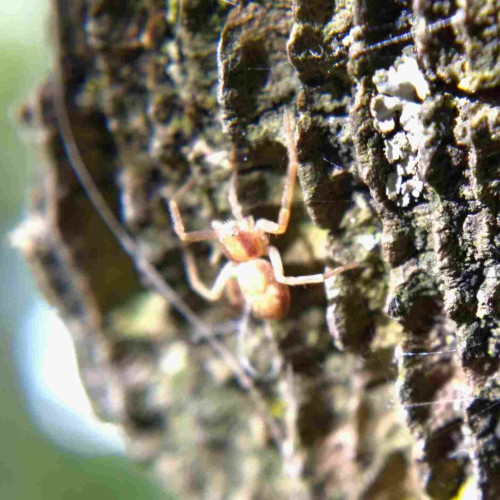 Rather overexposed, out-of-focus photo of four-legged brown and beige running crab spider on the end of a log fence.