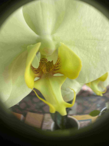 Closeup of a yellow orchid through a round macro lens. The outer petals sre pale, the center petals are a lemon yellow, and there are purple leopard-like spots in the center, and two tendrils that curl up and out from the bottom lip