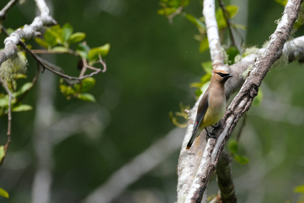 a slightly plumped up cedar waxwing perches on a diagonal branch. e is a medium sized songbird with fancy bold black "sunglasses", a light brown swoop coming off eir head, a light brown neck and chest fading into a yellow belly, and a tiny red patch on eir wing. 