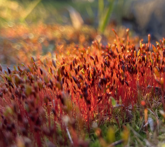 Moss backlit by the low evening sun. At the upper left and bottom right we see some green, but the image is dominated by a diagonal swath of bright orange and red. The sporophytes have orange stems and deep blood red tips. Silvergreen byrum moss according to my app. 
