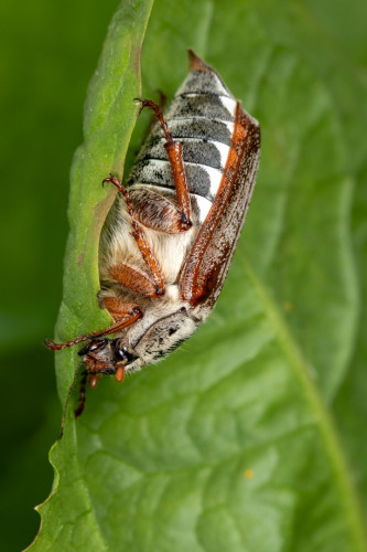 a cockchafer beetle, large and brown with a black belly with white triangles along each segment, eating a green dandelion leaf