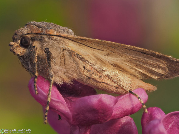 A close up macro photo of a fuzzy light brown moth perched on a purple flower. The moth has dark stripes on its legs, dark eyes, and black antennae that angle back from its head toward its wings. The photographer is Bryan Maltais. 