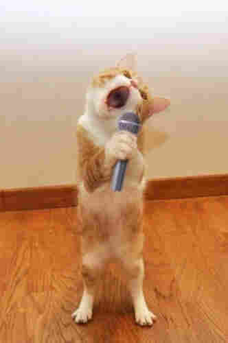 Rot-weisse Katze steht auf den Hinterbeinen und hält ein Mikrofon in den Pfoten vor dem weit geöffneten Maul.