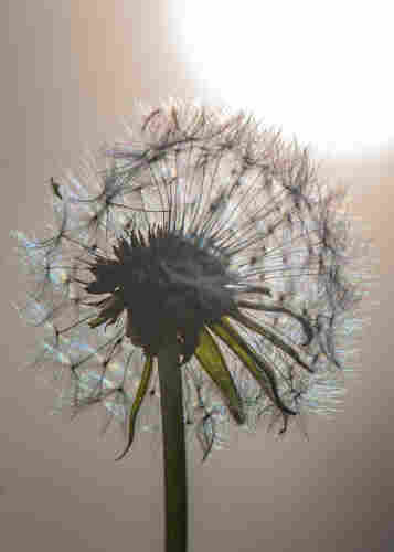 Photograph of a partially depleted dandelion seed head with an overcast sky in the background. The clouds are somewhat thin and the sun is very bright and forms a bright quarter disk in the clouds in the upper right frame. The seed head is highlighted from behind creating bright highlights around the circumference of the fuzzy head and creating dark shadows in the seed head center where the dark, heavily textured seeds radiate from from the flower head. A great deal of the photo is in shades of grey except for the bloom's green sepals and stem and subtle rainbow colors where the sunlight is refracted by the fuzzy exterior which is made up of fine filaments.