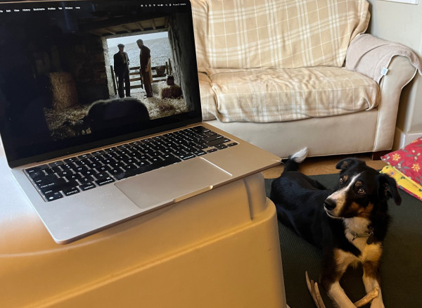Border collie on the floor looks quizzically toward a computer that has a scene with a farmer and some sheep on the screen.