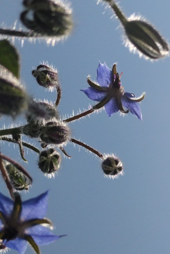 Baby blue flowers of borage on hairy stems.

