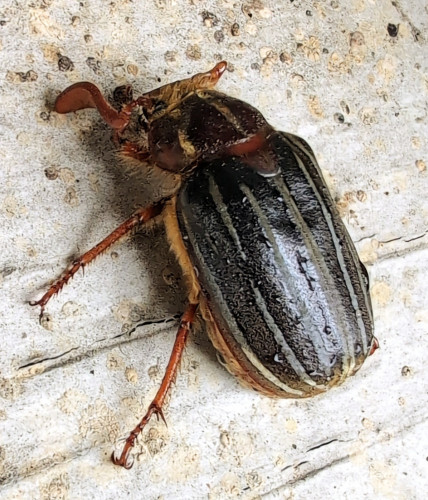 A thumb-sized fuzzy black and brown beetle.