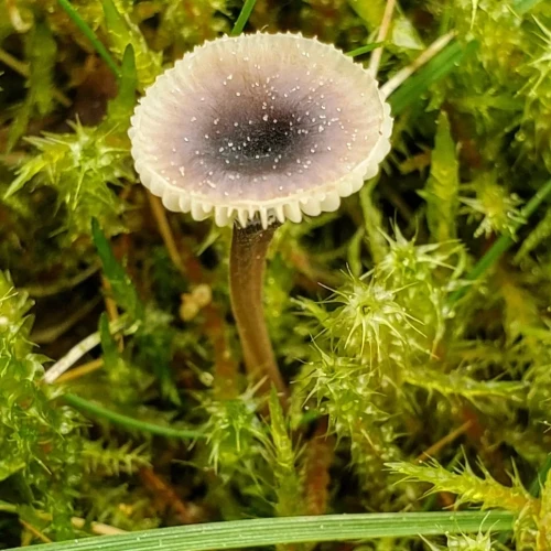 tussen het mos staat het kleine ronde paddenstoeltje , hoedje rond en gekarteld. Mooi donkerpaars van binnen