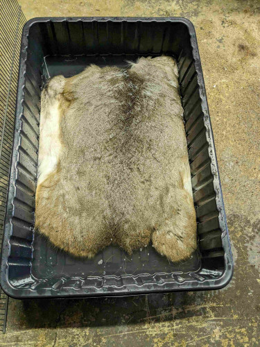 Deerskin with fur side up floating in a black masonry tub, in a pickling solution. 