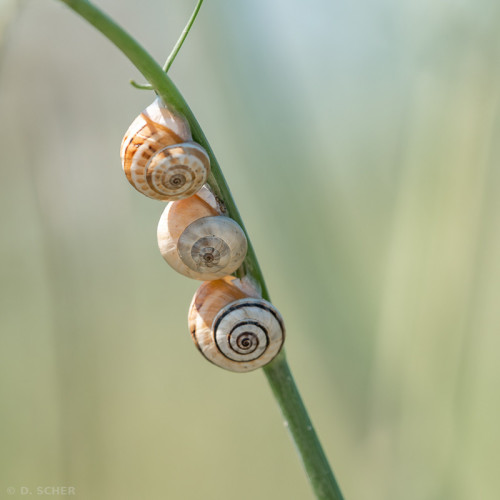 Three snails clumped together along a plant stem. 
Their colours (mostly orange, with some black and white) are very similar, but the patterns on their shells differ significantly. 
The background is a soft, uniform green.