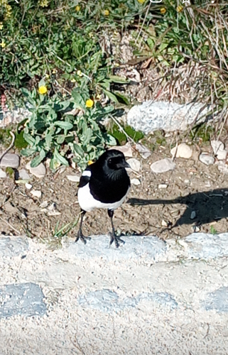 Photo of a magpie looking directly at the camera