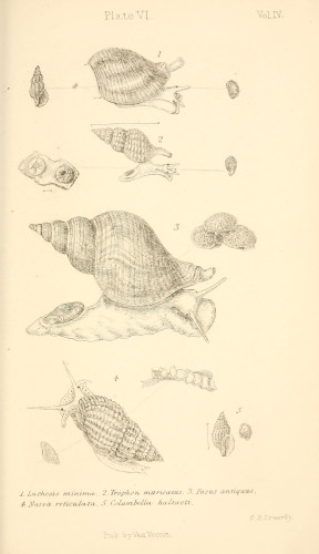 Shell illustration, from the source cited above