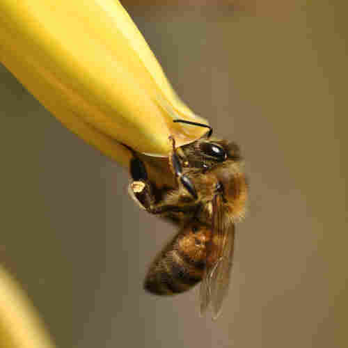 Close-up of a honeybee on an aloe plant
