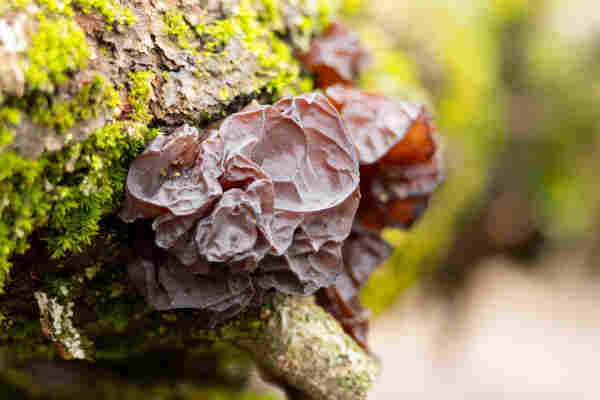 a strange reddish brown mass growing off a mossy log. it is both smooth and wrinkled kind of like skin or a dried fruit. this image focuses on the larger more forward mass of fungus