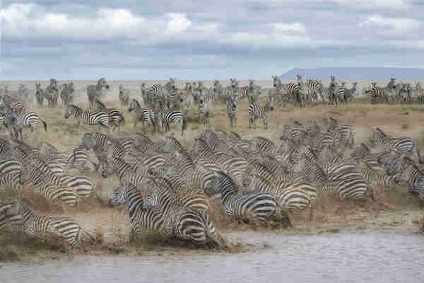 Scores of zebras at a waterhole in Tanzania turn and run all together back to shore on some unknown signal from their buddies standing in the background.